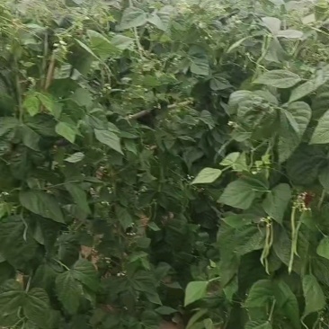 陇南成县本地架豆王豆角产地直供可分拣装