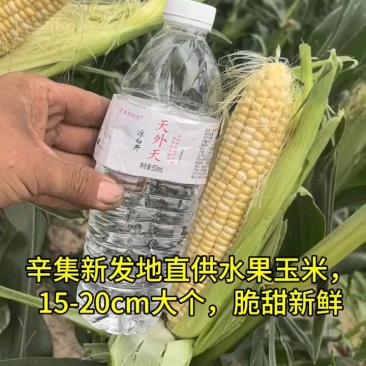 水果玉米无虫，品质优良！