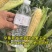 水果玉米无虫，品质优良！