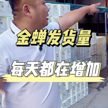 优质大金蝉
