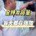 优质大金蝉