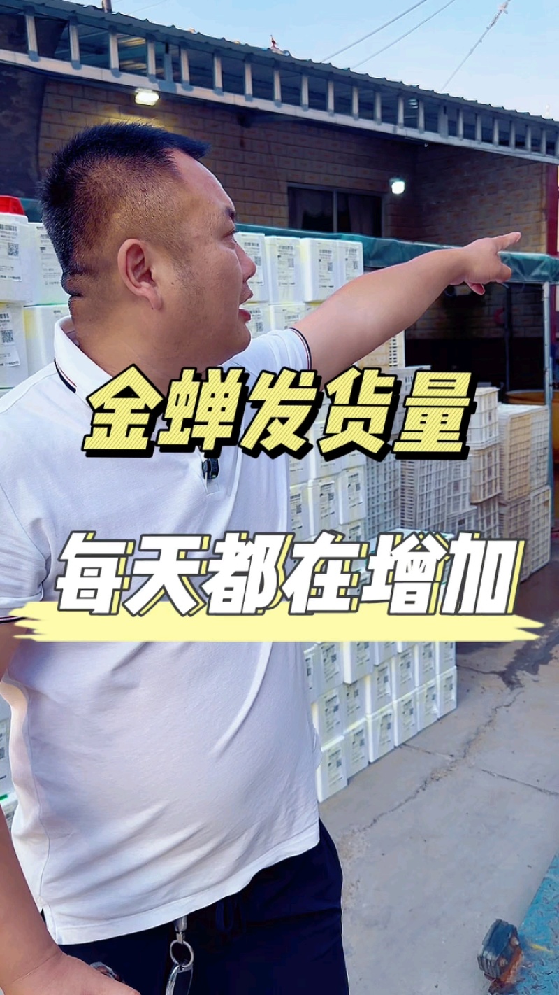 优质大金蝉