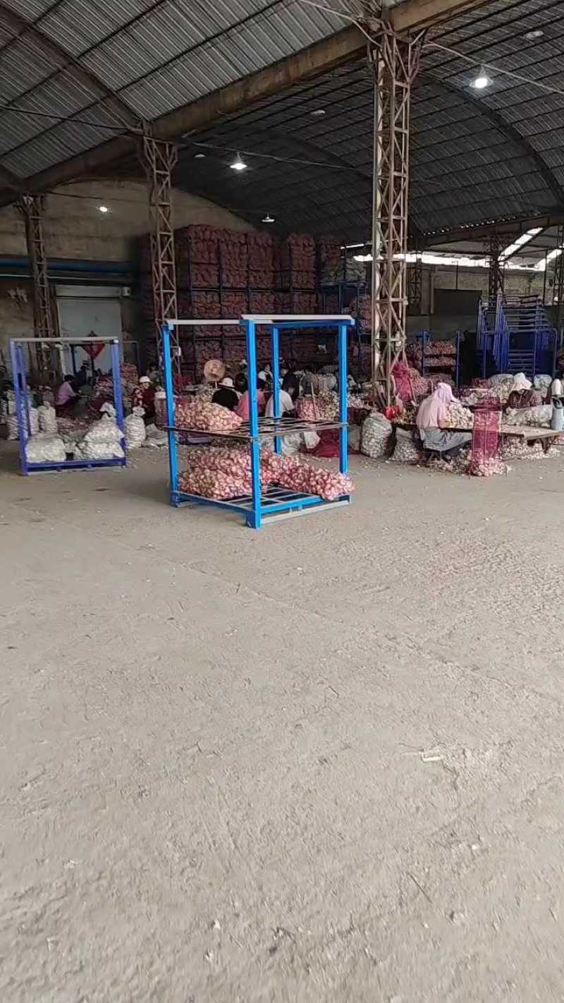 【实力供货】大蒜金乡大蒜冷库出租，行情分析，专业储存