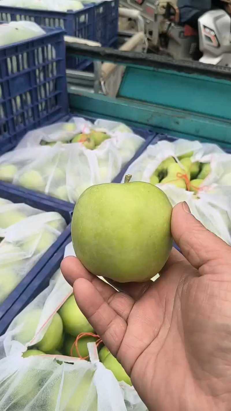 藤木苹果大量有货，红富士下树价美！