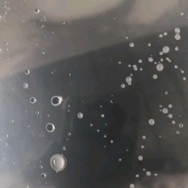 三黄塘虱鱼苗，全程售后服务跟踪指导塘角鱼苗批发
