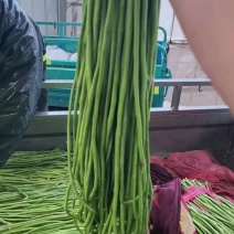 河北青条长豆角量大从优，欢迎各位老板随时致电咨询洽谈合作