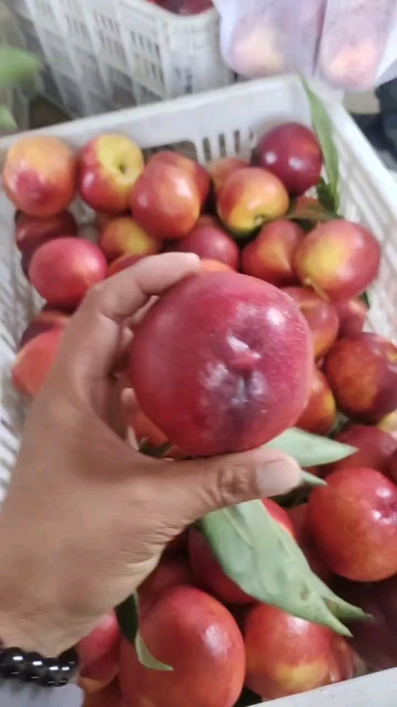 平邑油桃，油桃126,露天油桃，口感脆甜黄心肉，二两起步