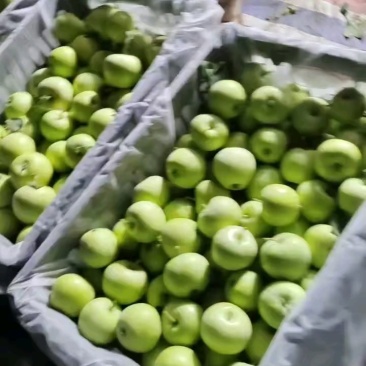 山东产地精品辽伏苹果大量现货大量上市产地直发一手货源对接