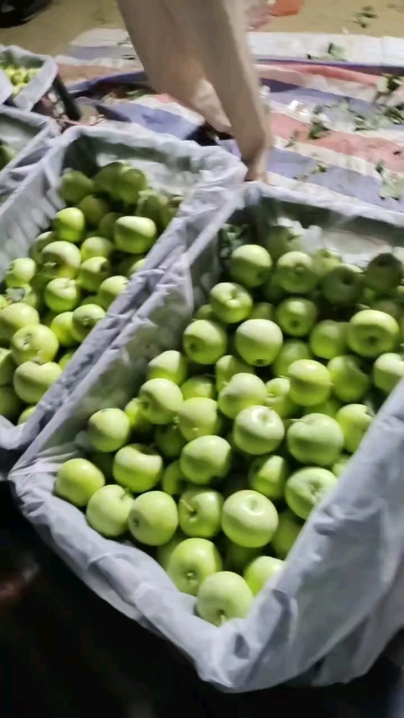 山东产地精品辽伏苹果大量现货大量上市产地直发一手货源对接