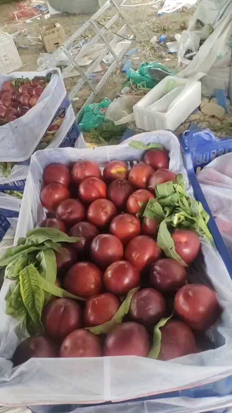 平邑油桃，油桃126,露天油桃，口感脆甜黄心肉，二两起步