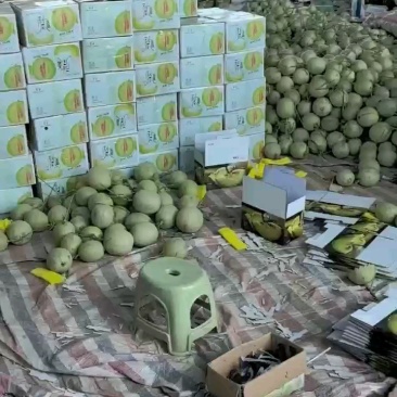 精品哈密瓜小蜜25所有品种都有需要的联系，价格美丽