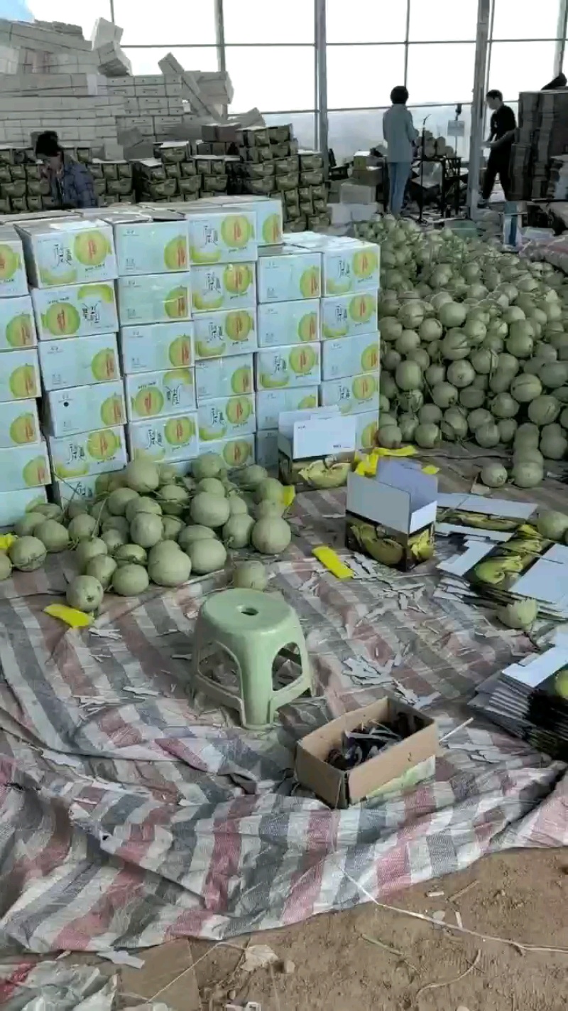 精品哈密瓜小蜜25所有品种都有需要的联系，价格美丽