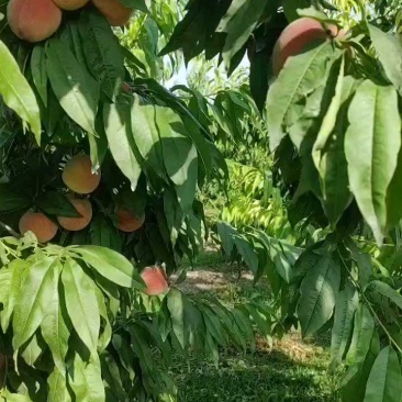 突围大桃，标准