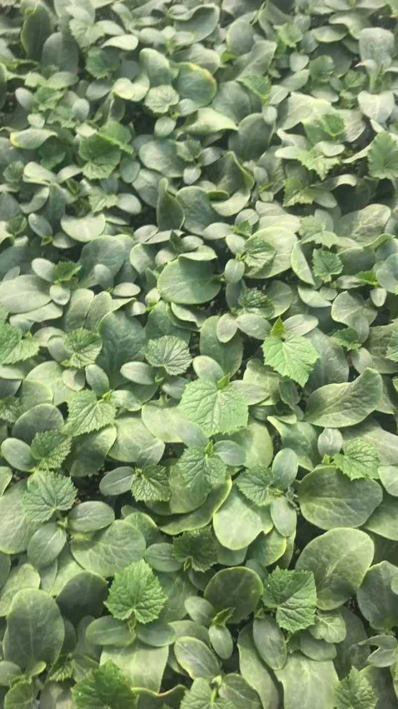 【推荐】黄瓜苗厂家直发提供技术指导保质保量对接全国