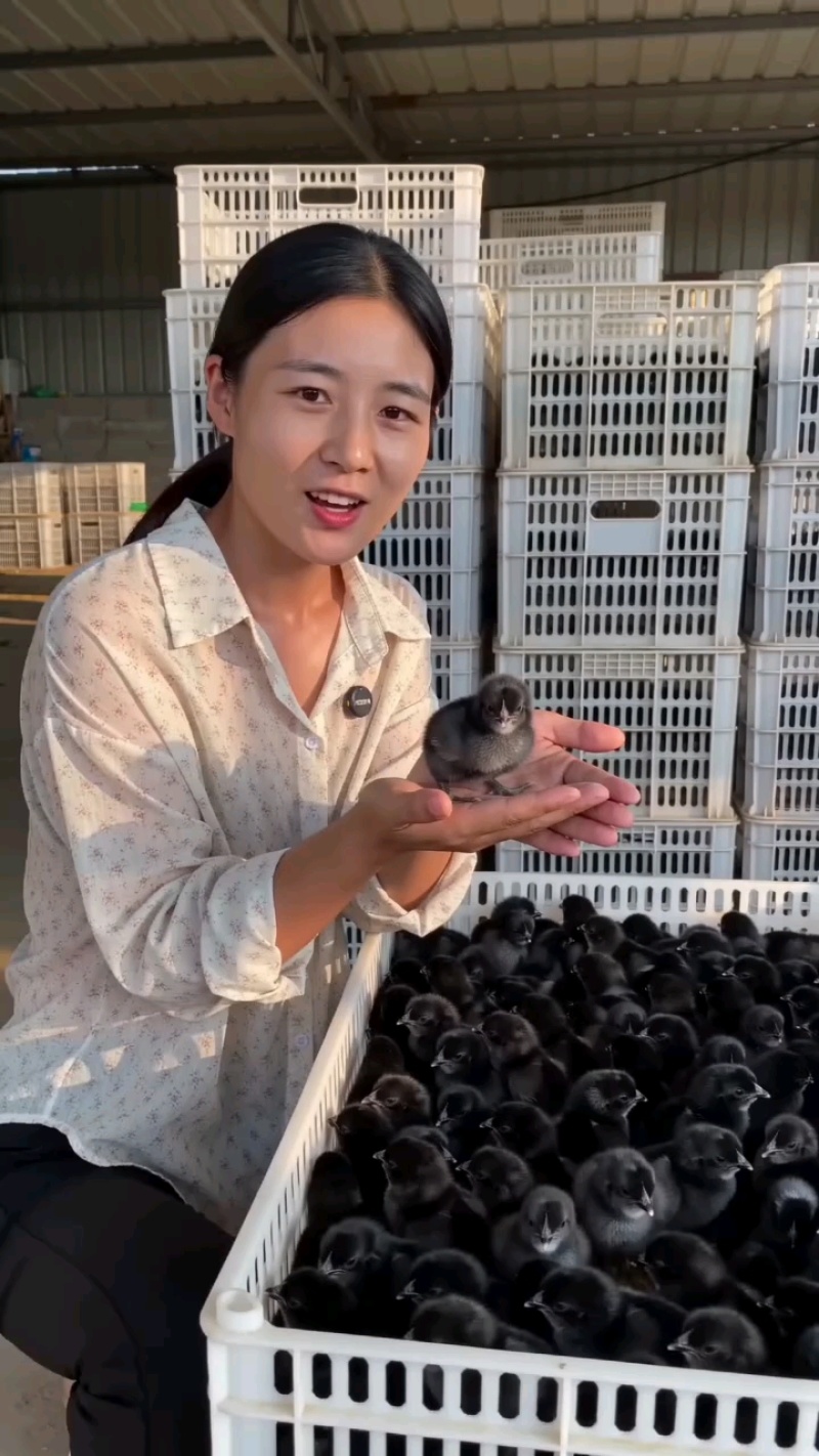 五黑鸡五黑一绿麻羽绿壳蛋鸡厂家源头基地疫苗已做完