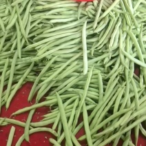 湖北天门四季豆产地发货一手货源批发品质保证价格美丽