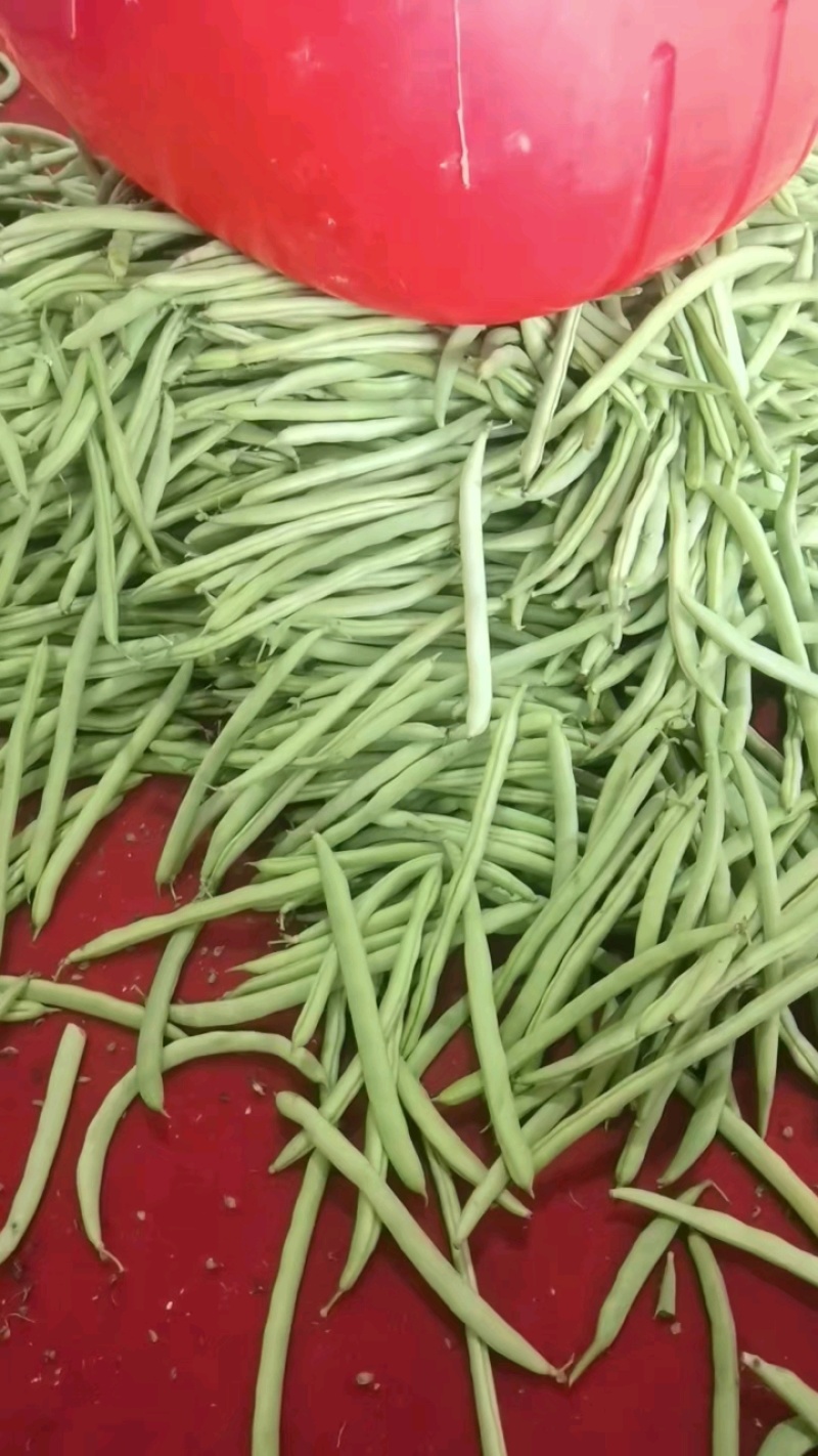 湖北天门四季豆产地发货一手货源批发品质保证价格美丽