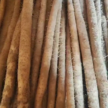 小白嘴山药河北本地种植现货整车秒发，供应全国，品质有保障