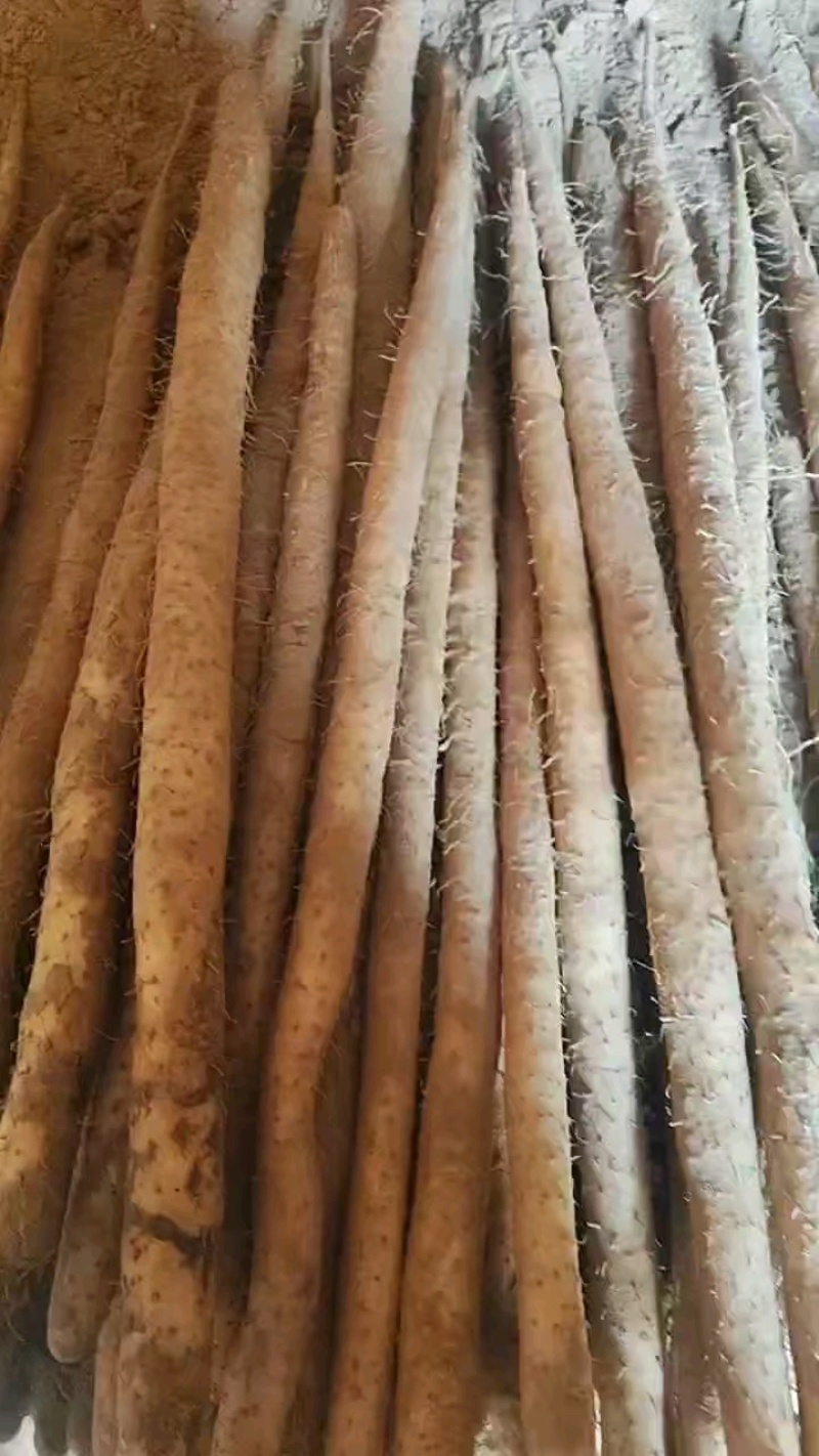 小白嘴山药河北本地种植现货整车秒发，供应全国，品质有保障