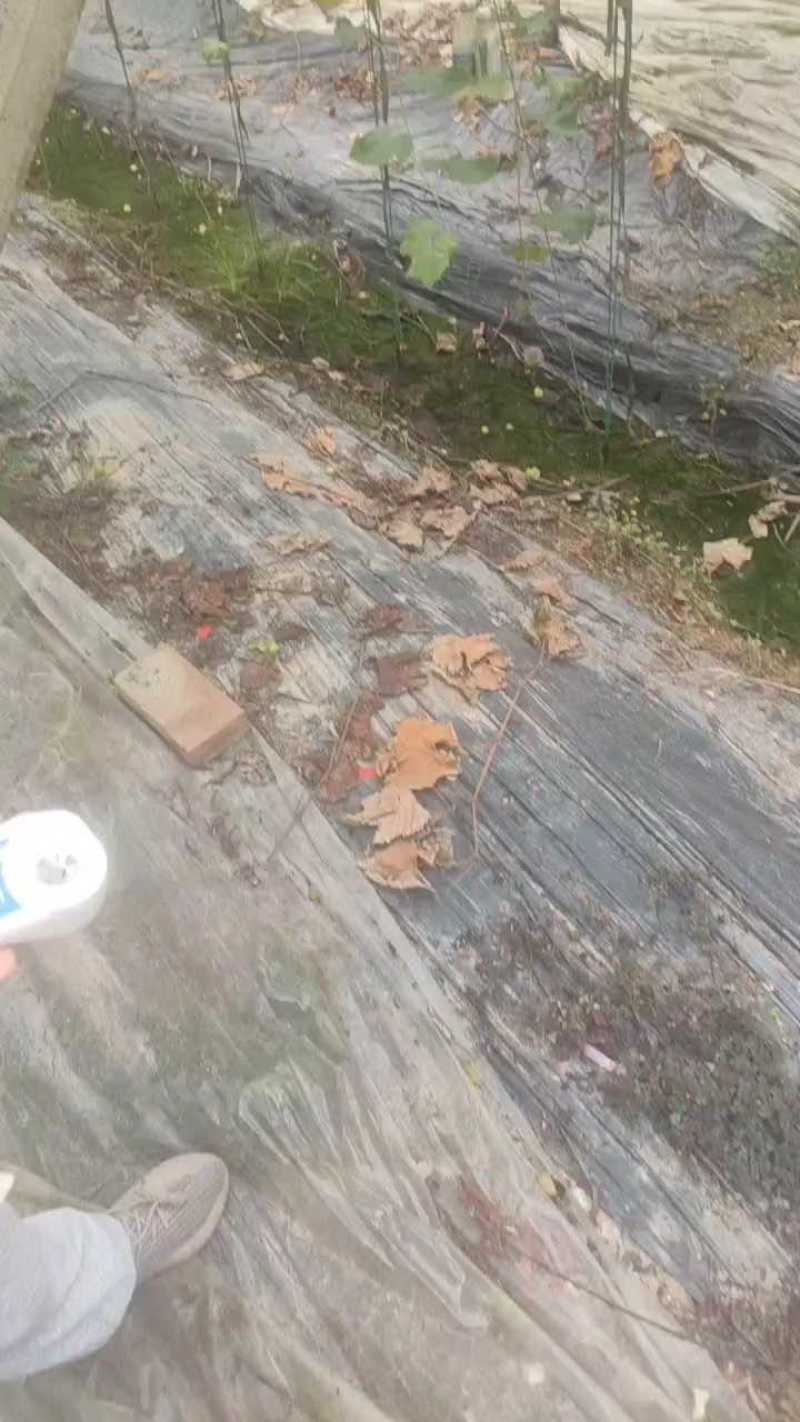 台州阳光玫瑰上市，颗粒均匀糖度16.3