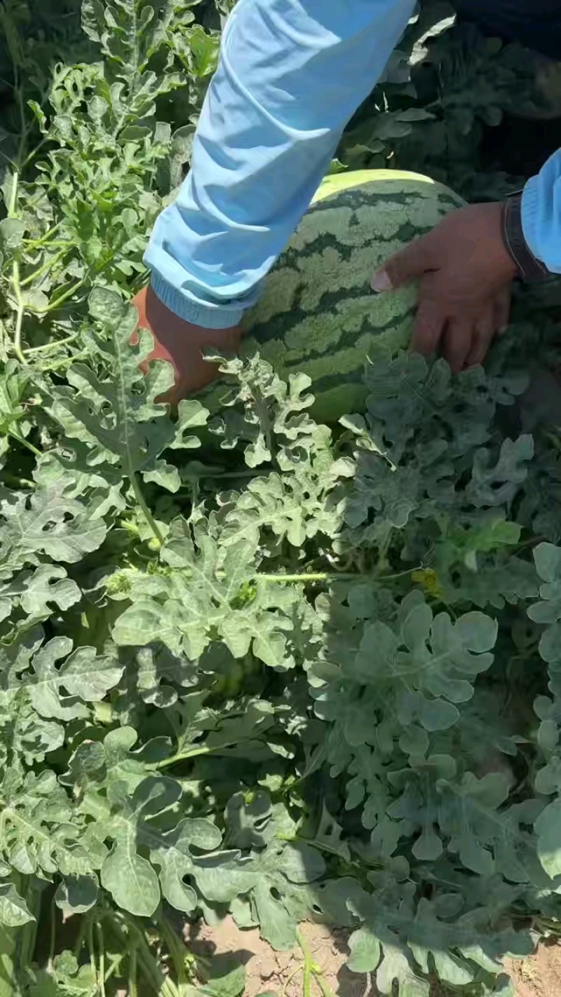 奎屯金城五号西瓜新疆奎屯西瓜，哈密昌吉西瓜大吨位走货