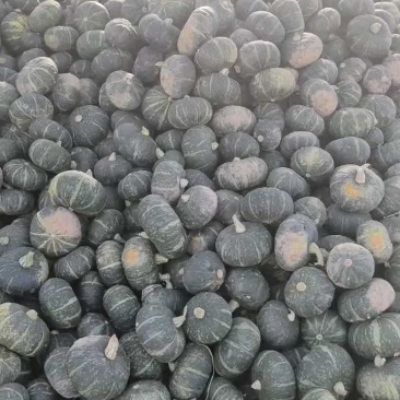 板栗南瓜，帝王栗，软糥香甜，面甜