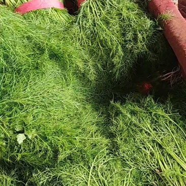 茴香一年四季供应可发全国有大棚产地发货质量可靠