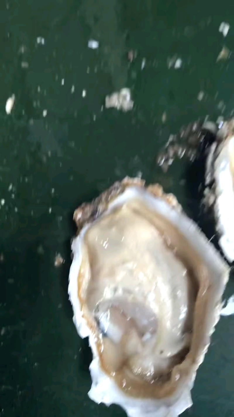精品生蚝