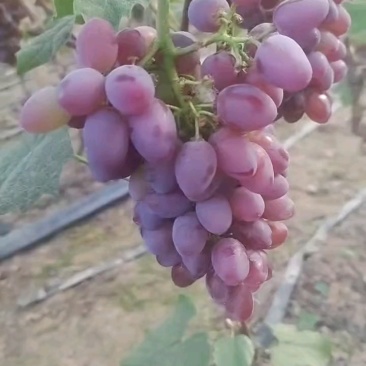 茉莉香葡萄大量上市
