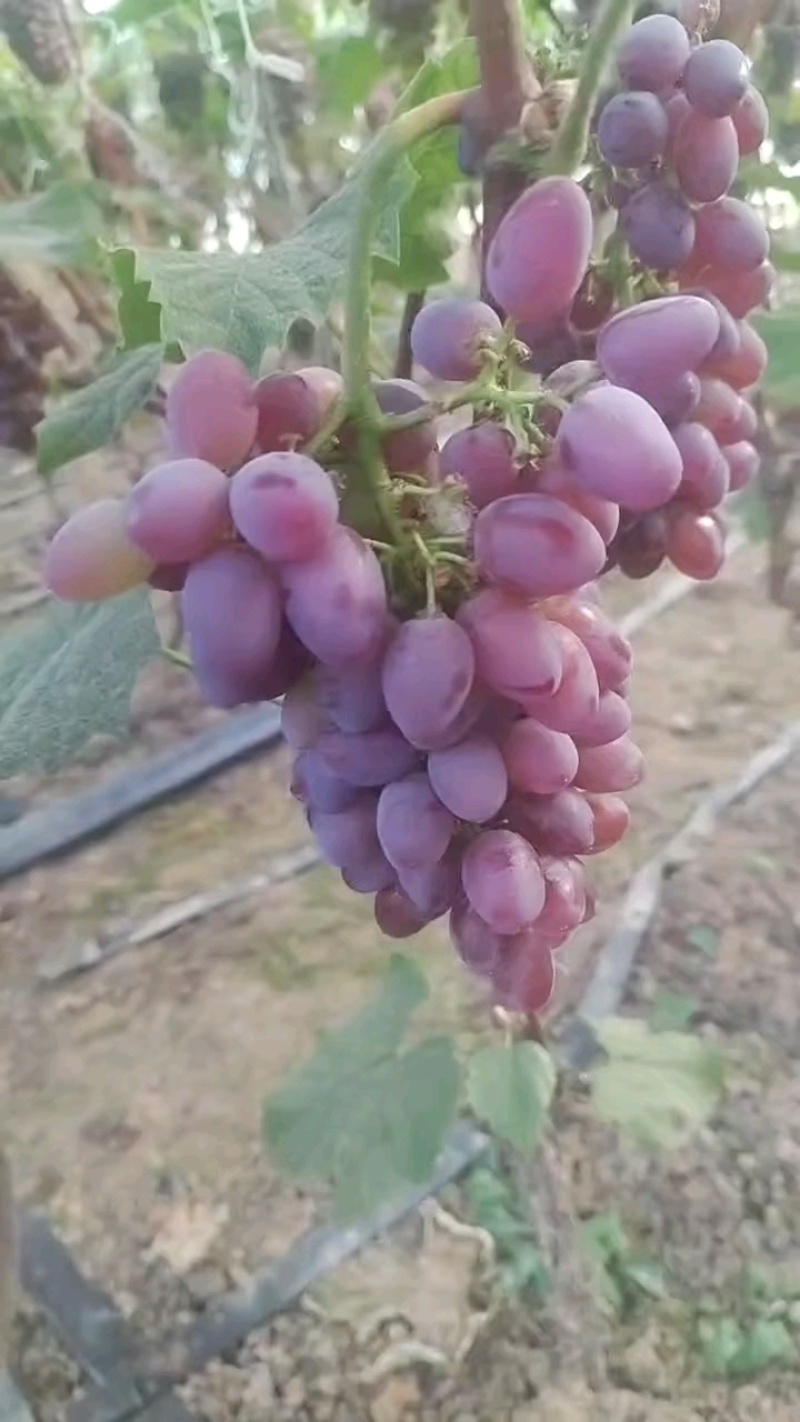 茉莉香葡萄大量上市