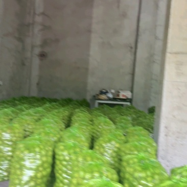 【精选】精品核桃青皮核桃几十万斤可对接全国电商市场商超