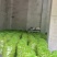 【精选】精品核桃青皮核桃几十万斤可对接全国电商市场商超