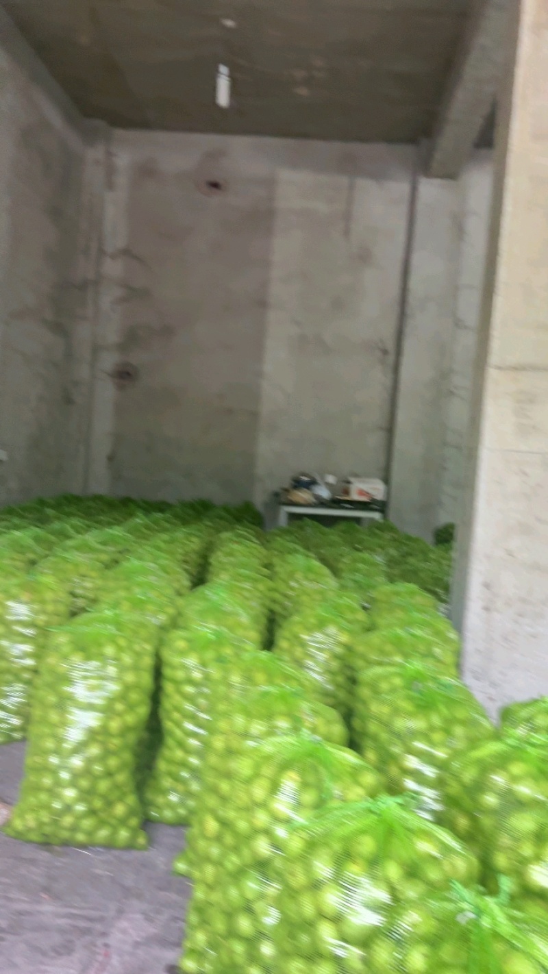 【精选】精品核桃青皮核桃几十万斤可对接全国电商市场商超