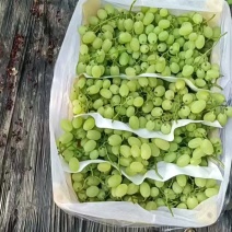 维多利亚青提葡萄鲜货上市饶阳葡萄原产地