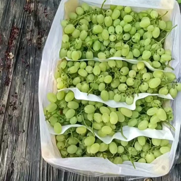 维多利亚青提葡萄鲜货上市饶阳葡萄原产地