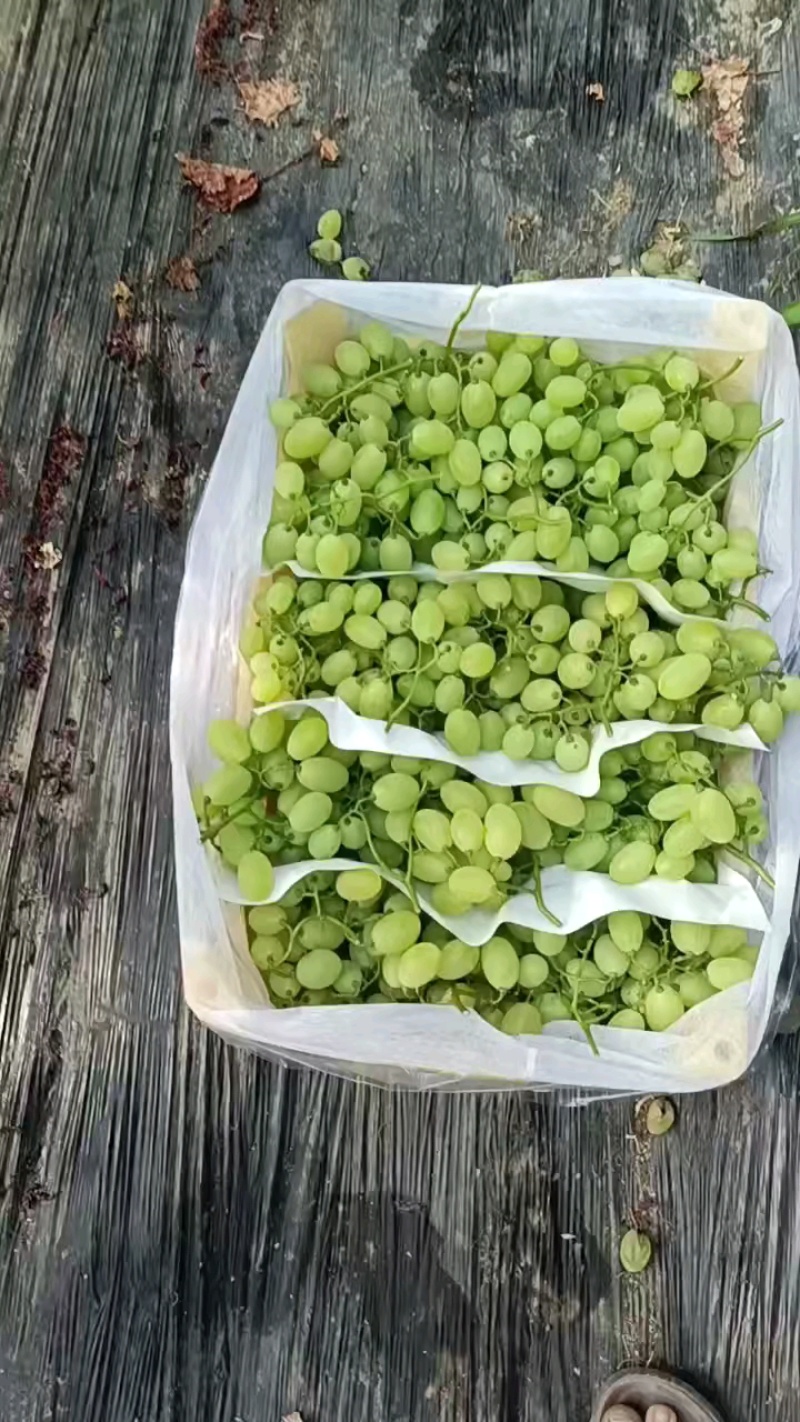 维多利亚青提葡萄鲜货上市饶阳葡萄原产地