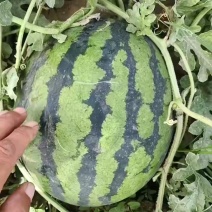 精品黑子，皮薄质优，现货充足
