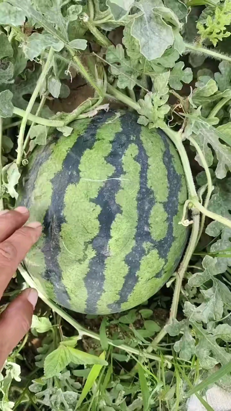 精品黑子，皮薄质优，现货充足