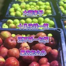 雪花李精品李子产地直发量大从优可对接全国电商市场等