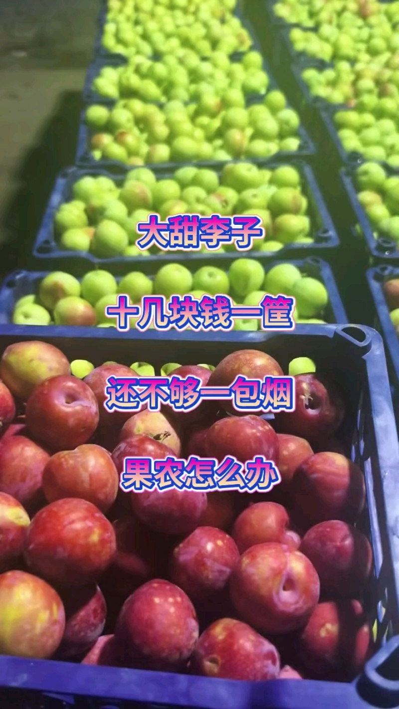 雪花李精品李子产地直发量大从优可对接全国电商市场等