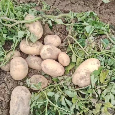 希森v7土豆大量上市产地直发量大从优欢迎来电