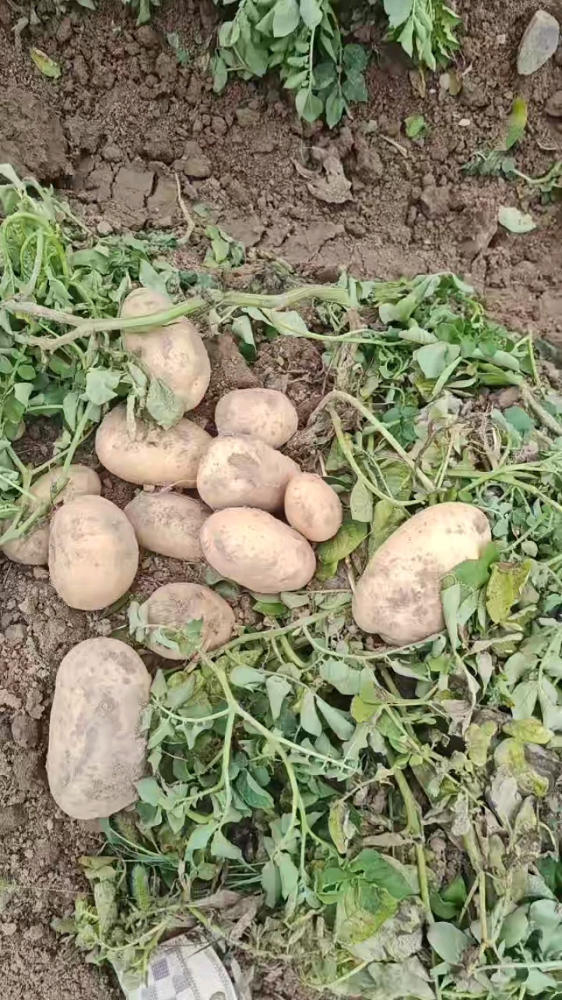 希森v7土豆大量上市产地直发量大从优欢迎来电