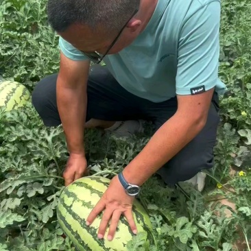 宁夏石头瓜代发代发全国水果批发市场质量三包,价格优