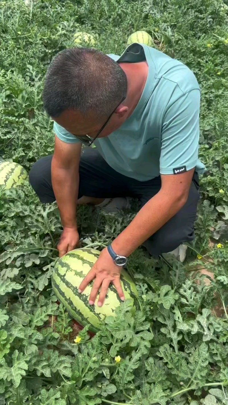 宁夏石头瓜代发代发全国水果批发市场质量三包，价格优