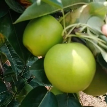 梨酥脆一号翠冠梨黄冠梨黄花梨大量上市全国发货支持视频看货