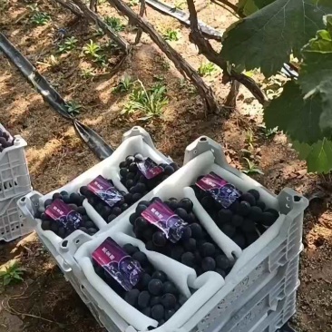 精品辽峰大颗粒，4块多口感嘎嘎甜！