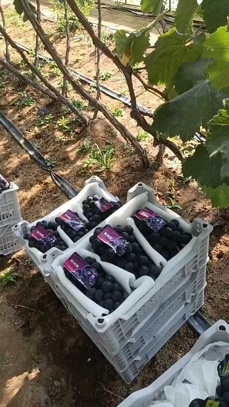 精品辽峰大颗粒，4块多口感嘎嘎甜！