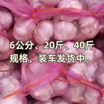 6公分、20斤、40斤多规格装车中