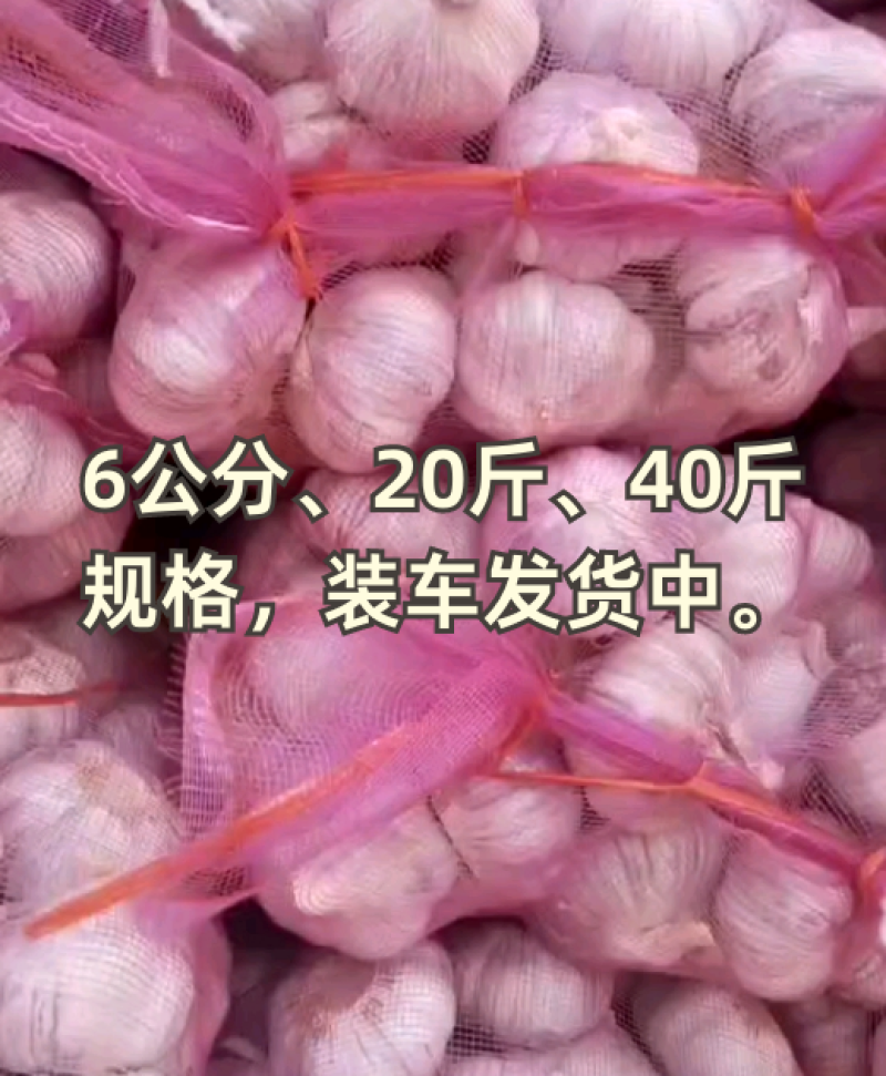 6公分、20斤、40斤多规格装车中