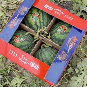 无籽美都西瓜/美都麒麟瓜/产地直发/包熟包甜可全国发货